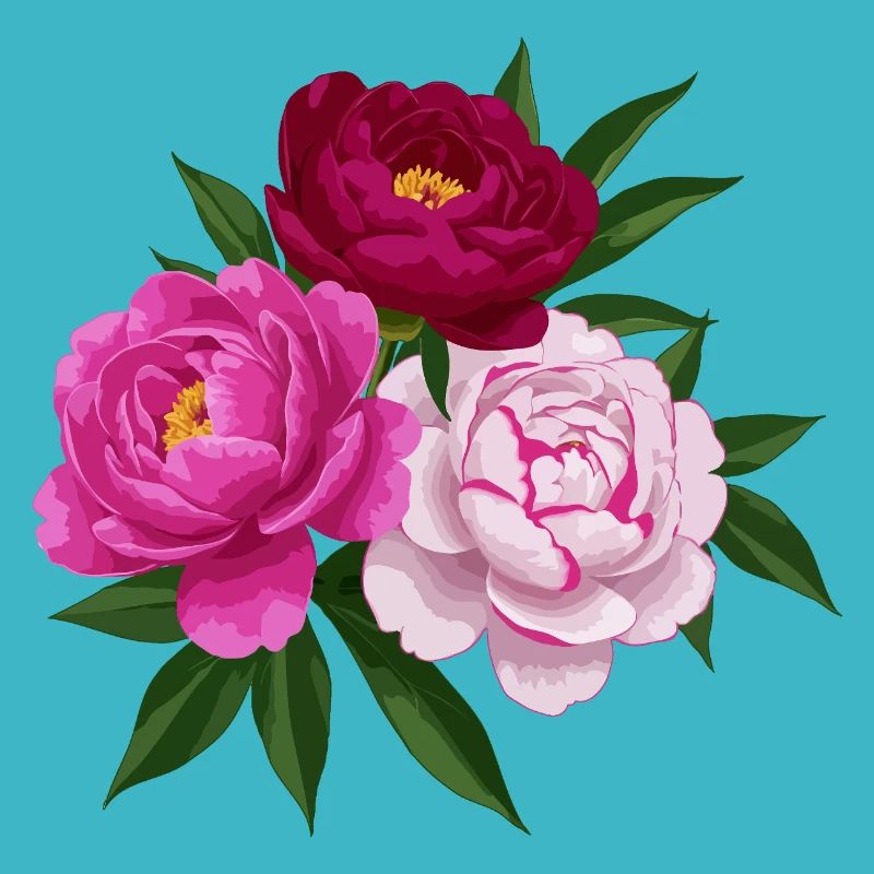 Pfingstrose, Rosa, Weiß und Rot