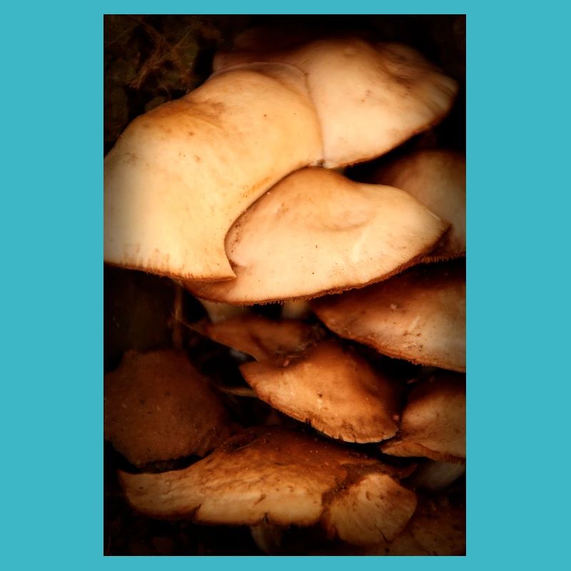 mushroom pattern