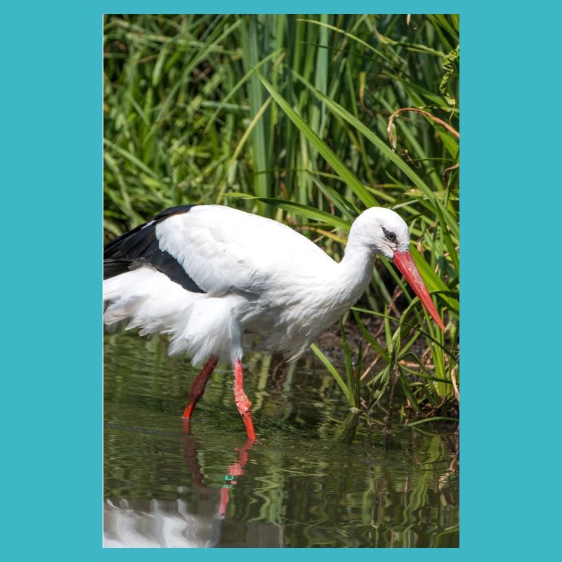 White stork (white stork, rattle stork)