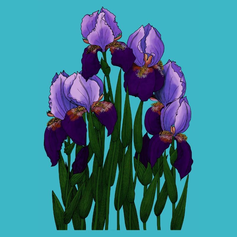 Irysy - Iris