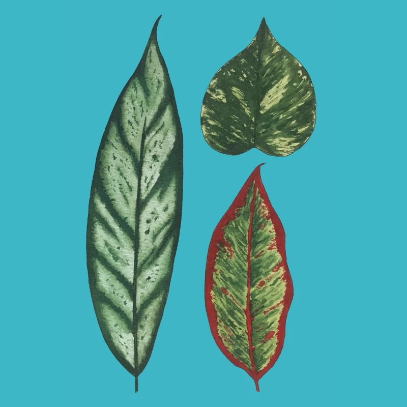 3 leaves Philodendron apoballis schismatoglottis