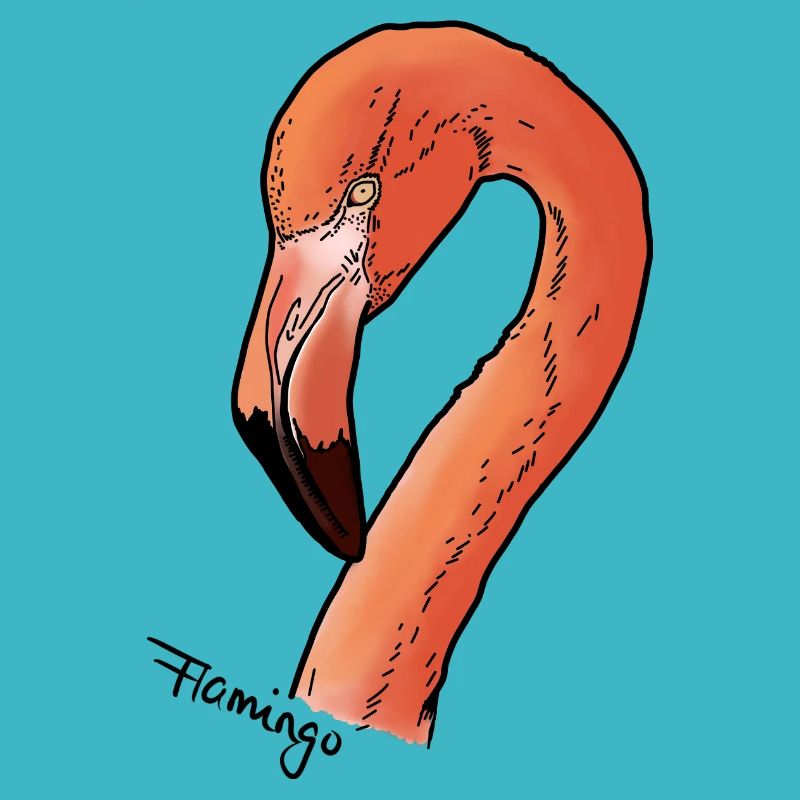 Flamingo - Kopf