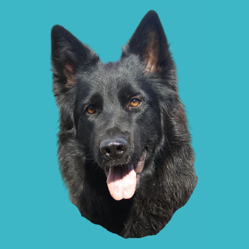 black shepherd head
