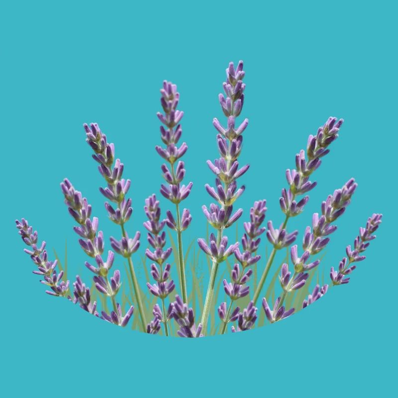 Lavender Straws Lavender