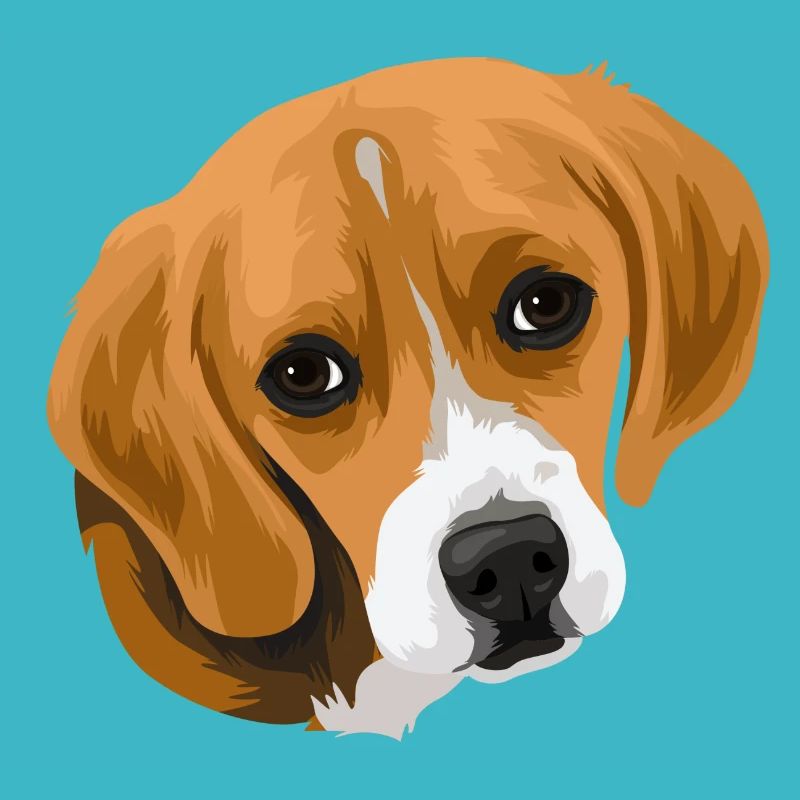 Beagle Kopf_2