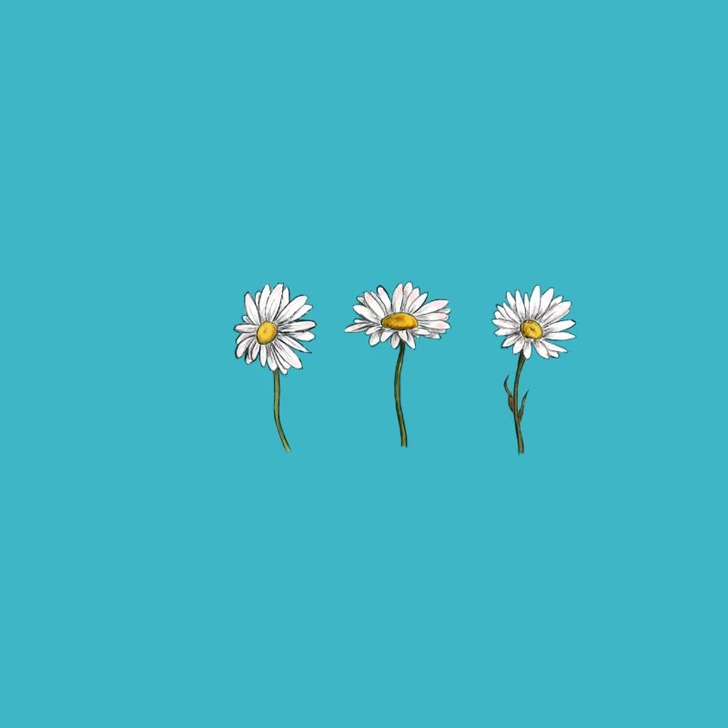 3 daisy