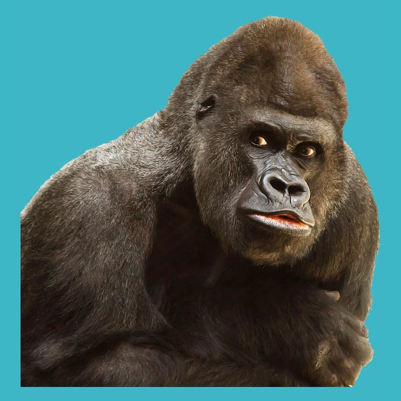gorilla