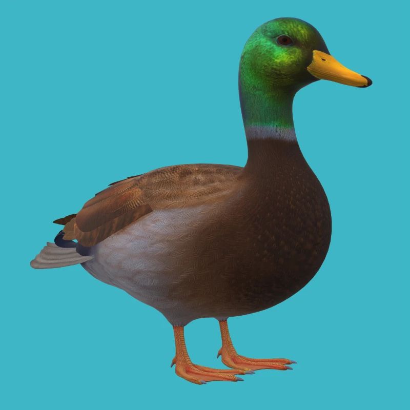 3D duck