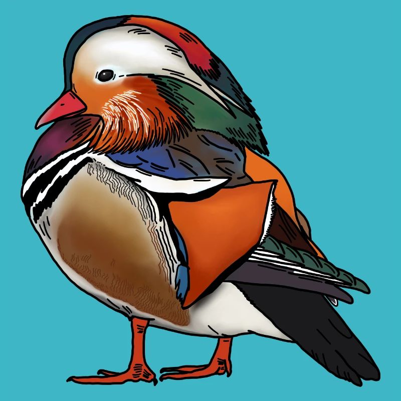 Mandarinente farbig