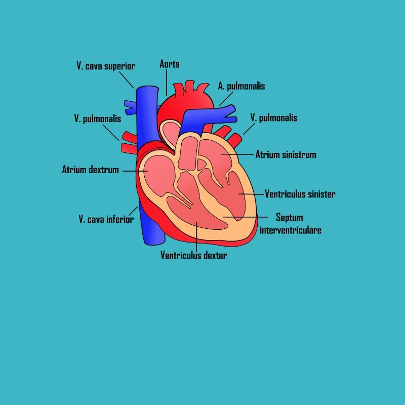Anatomical human heart with lettering
