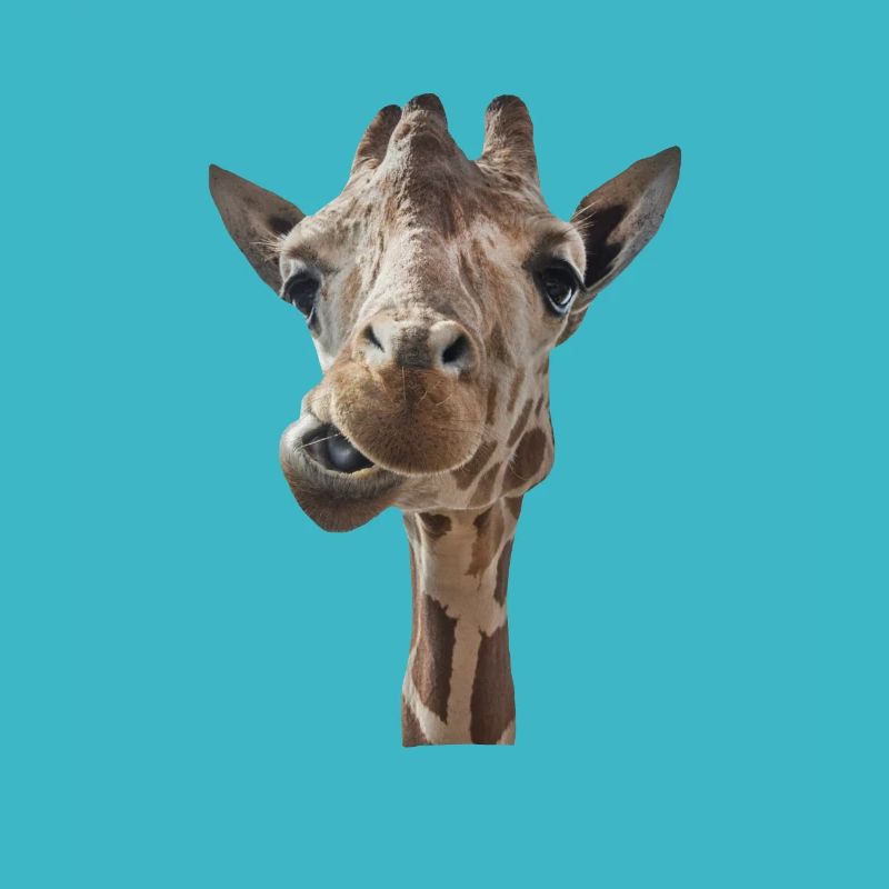 giraffe