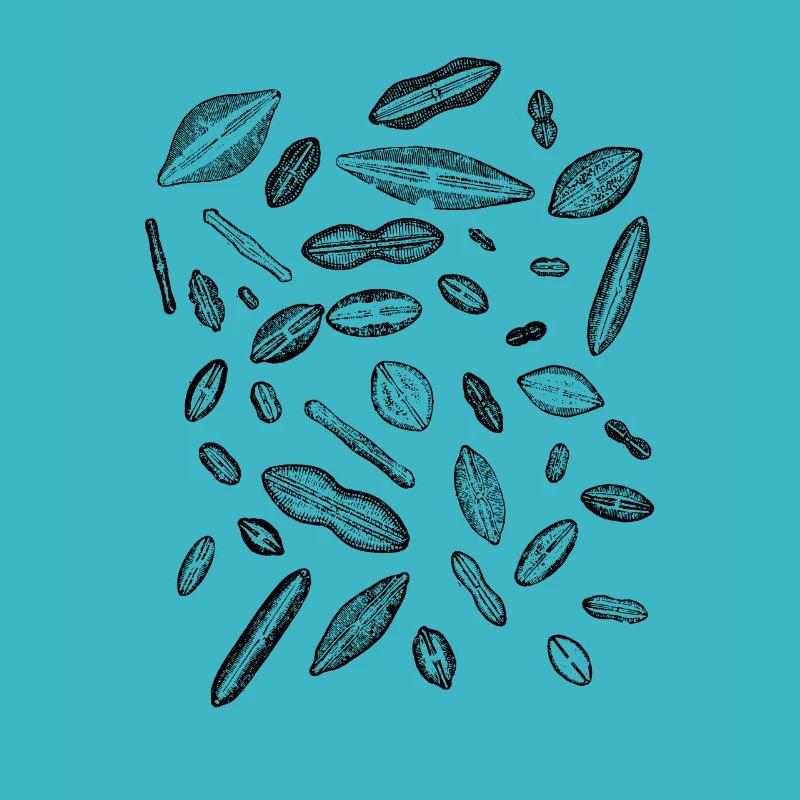 diatoms, algae diatom