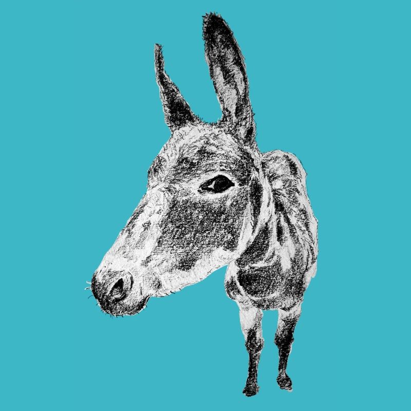 donkey