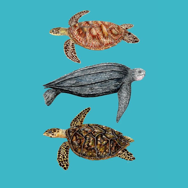 Sea turtles: green turtle, hawksbill and leatherback