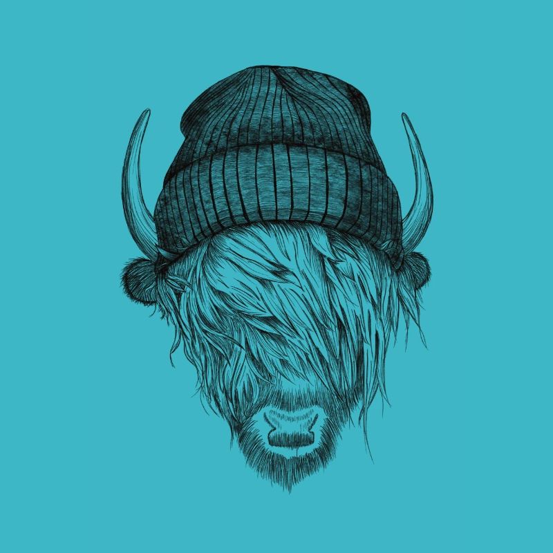 Highland Cattle with cap