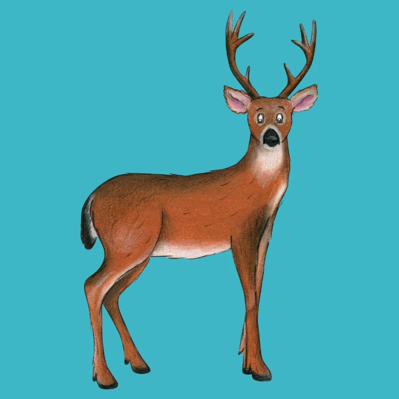 White-tailed deer