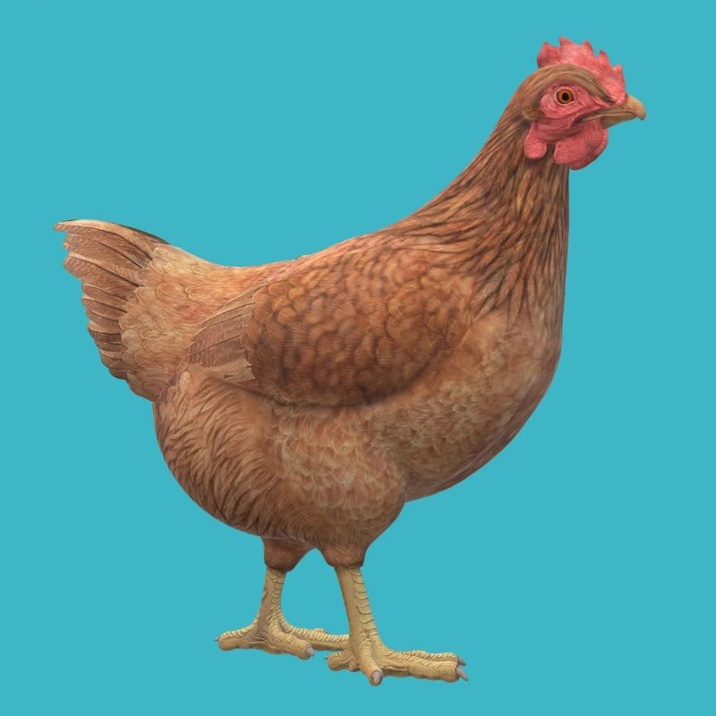 3D chicken