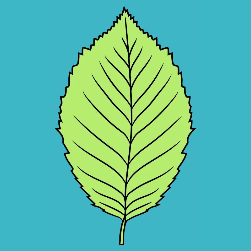 beech leaf tree plant shape clip art design forest