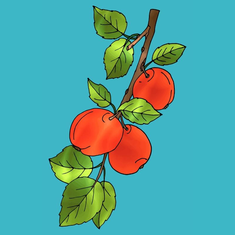 Äpfel