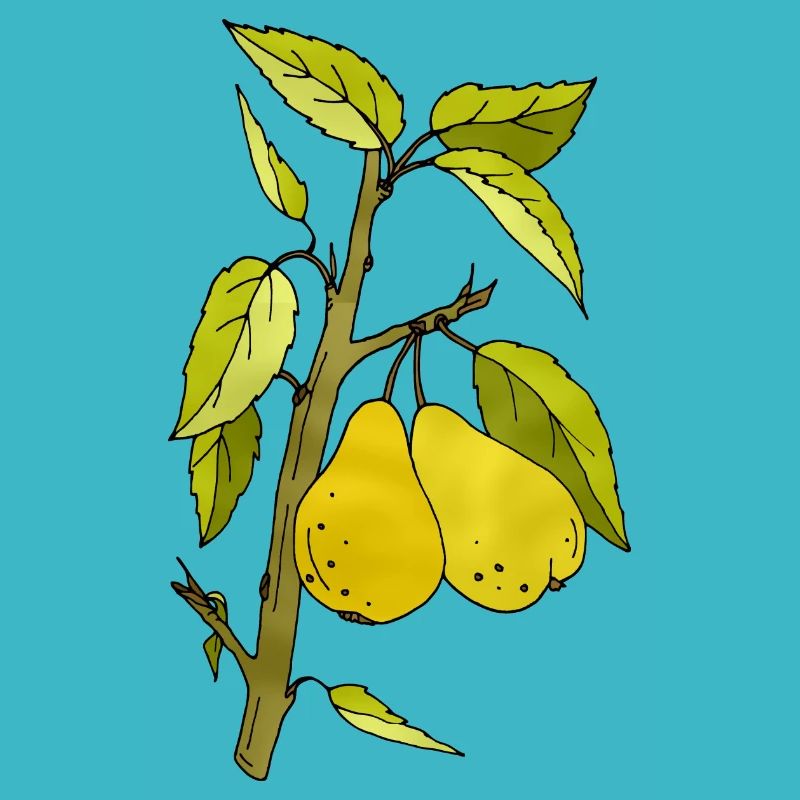 Birnen