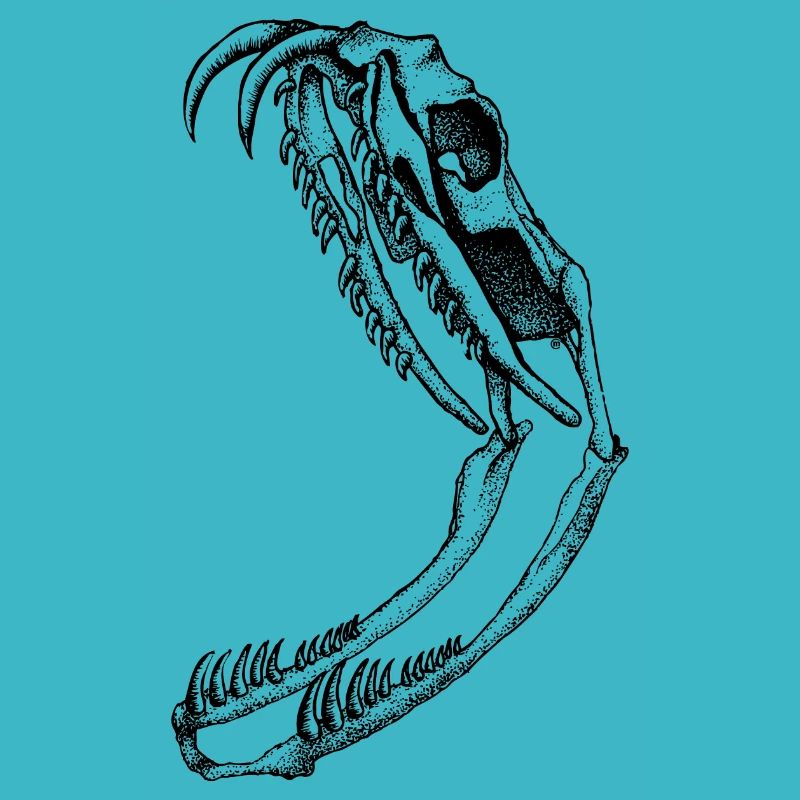 Crâne de serpent