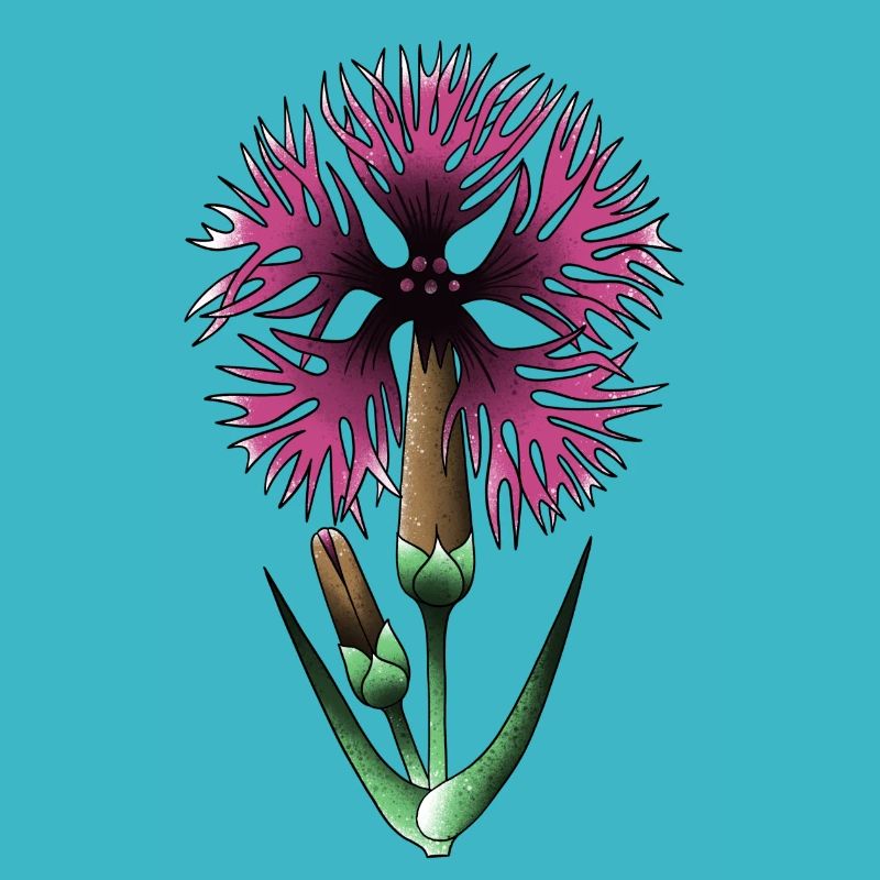 Œillet