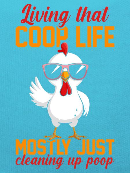 Élevage de coqs, volaille, poulet
