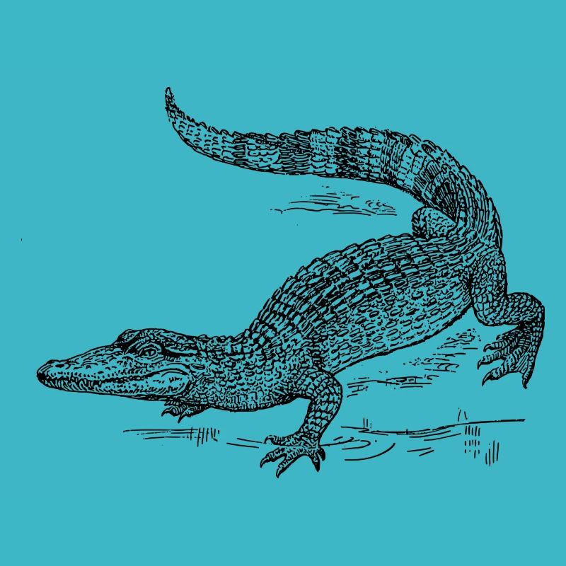 kroko 58