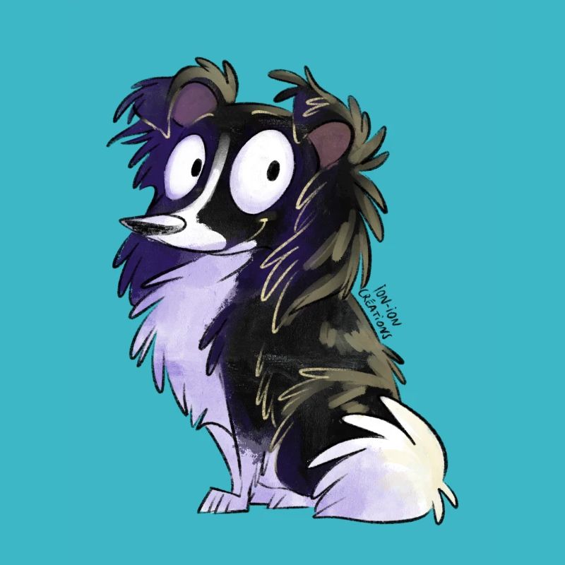 Shetland noir bicolore