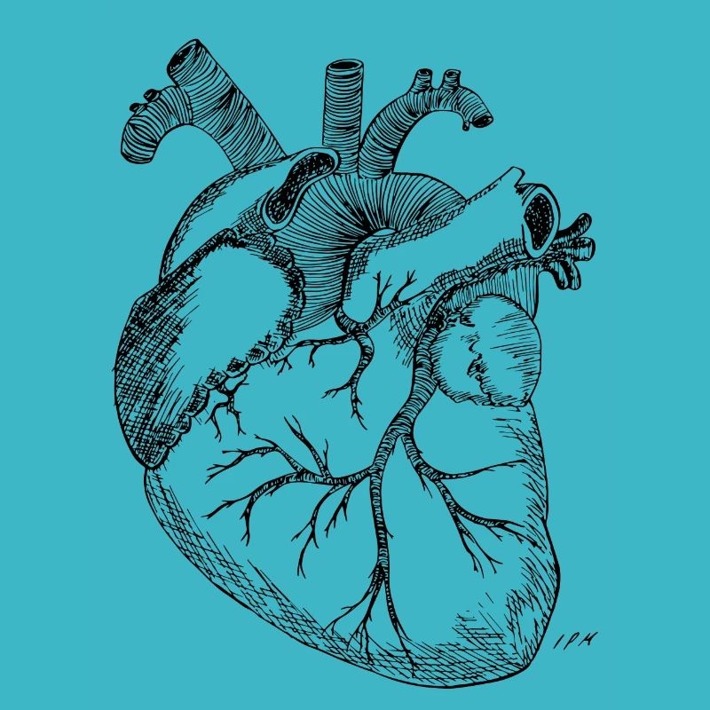 Coeur anatomique
