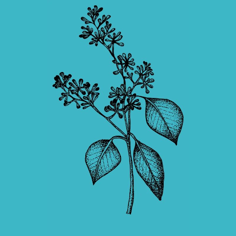 Eukalyptus
