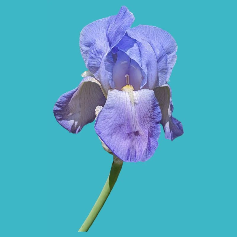 Superbe iris bleu