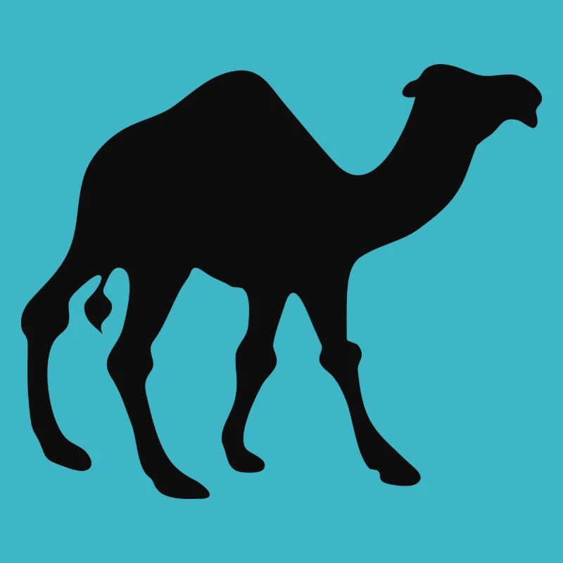 Dromadaire du Maroc