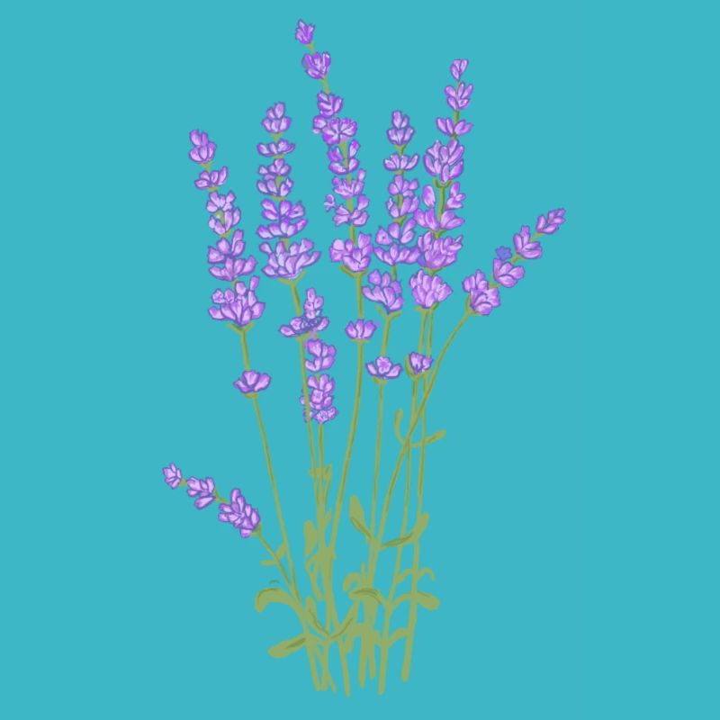 Bouquet de lavande Provençal.