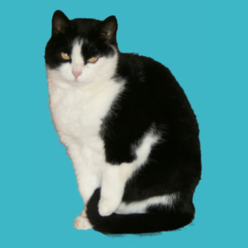 Chat noir - blanc