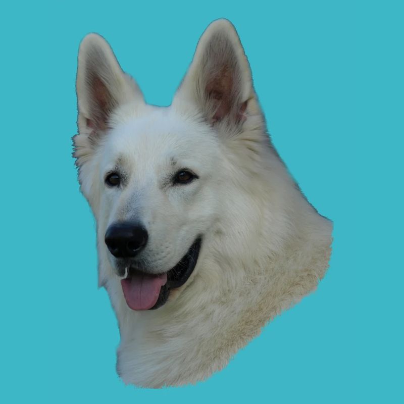White German Shepherd head