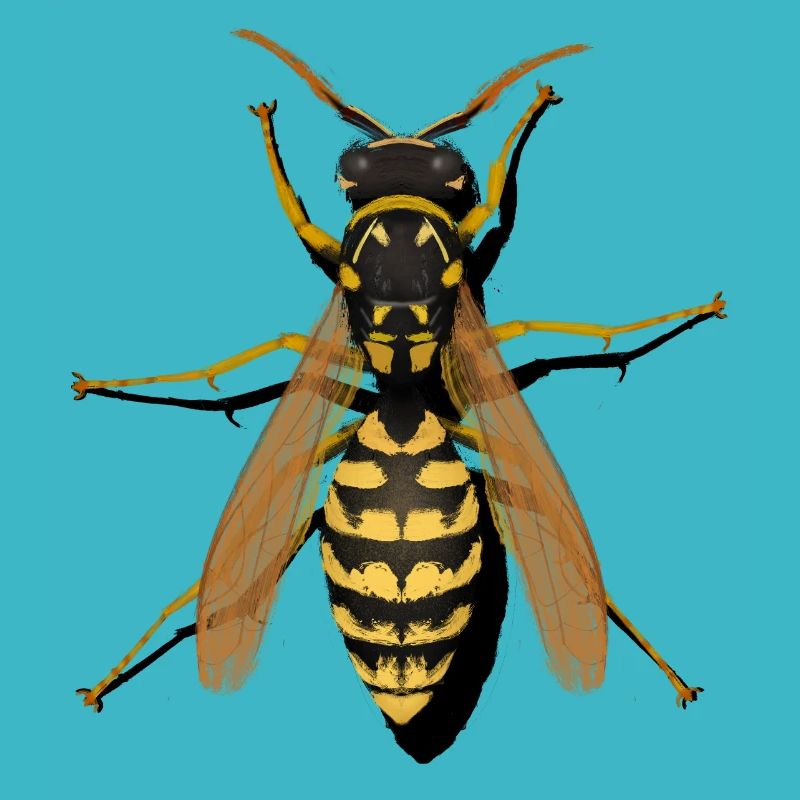 wasp