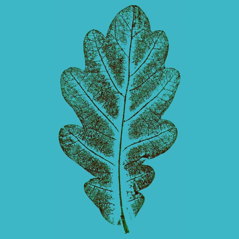 Oak leaf natural green / leaf / oak / tree