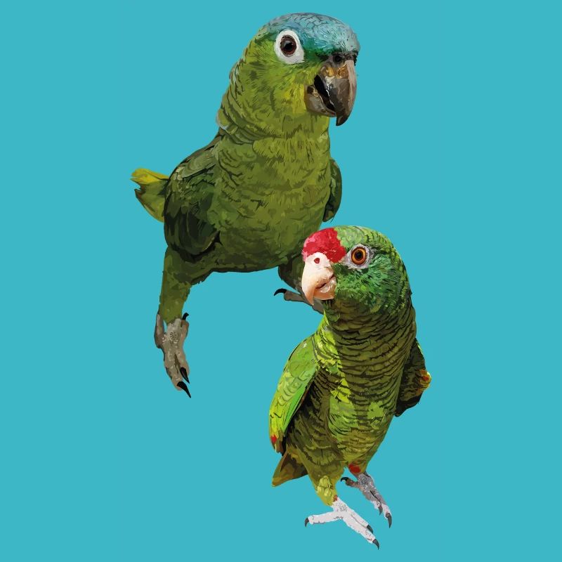 Perroquets amazoniens
