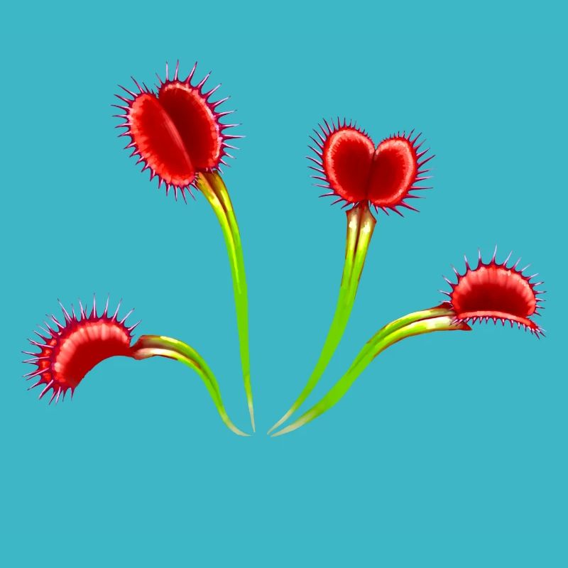 Large Venus Flytrap Plant Dionaea Carnivores