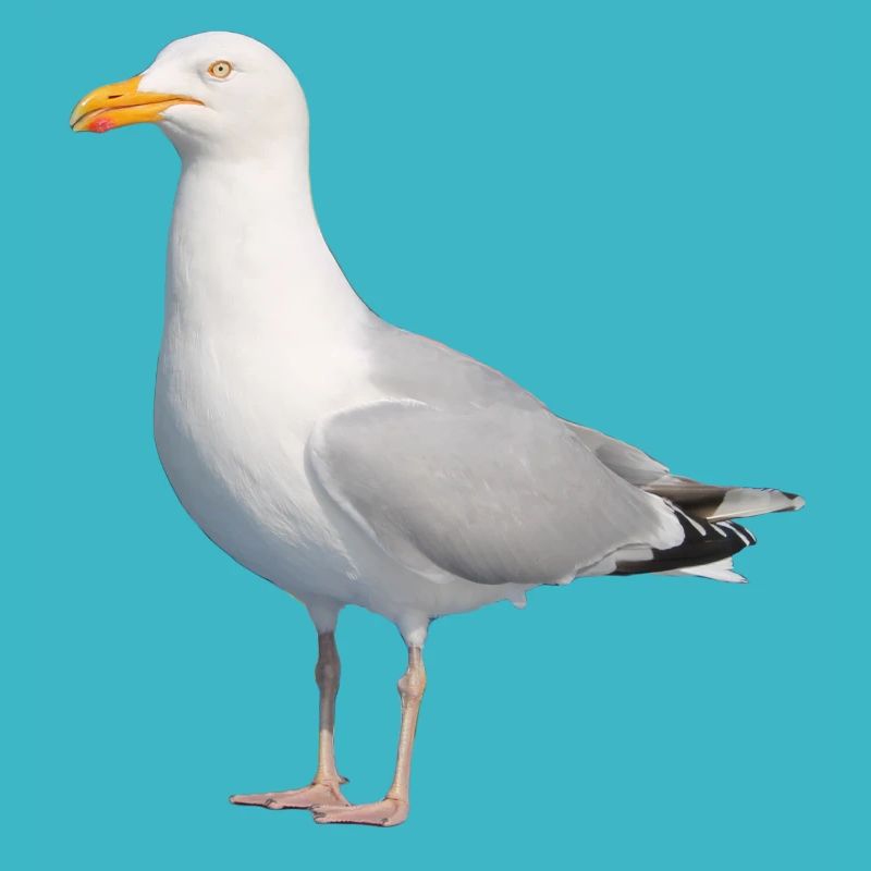 Möwe__Nordisch