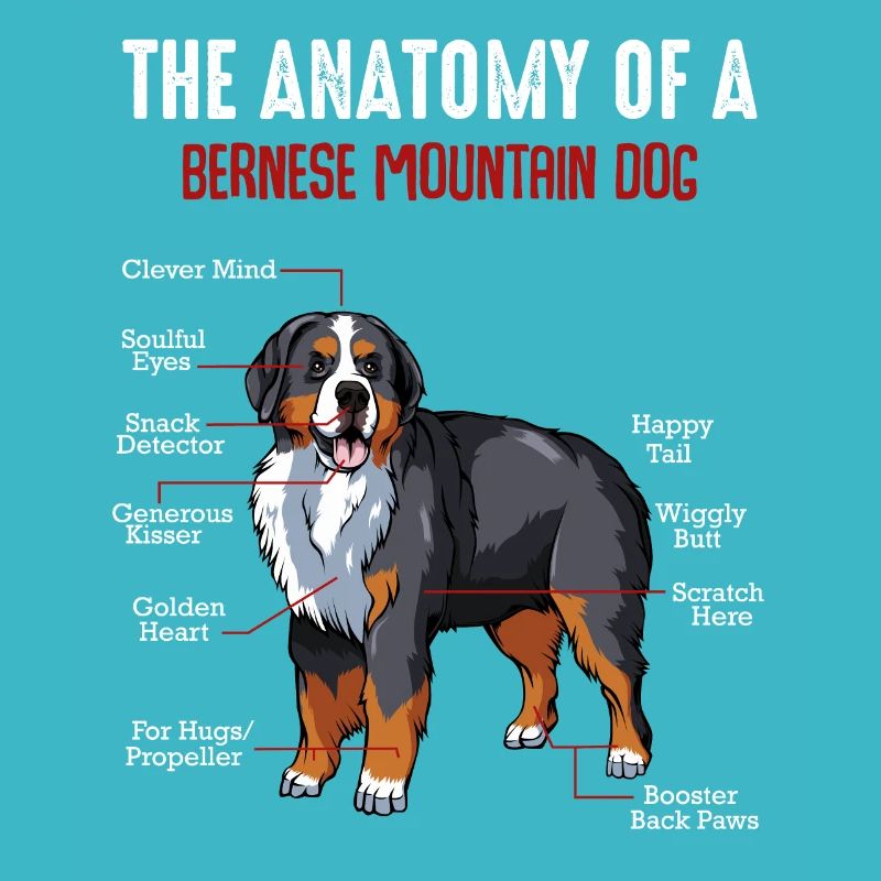 L'anatomie d'un chien de montagne bernois