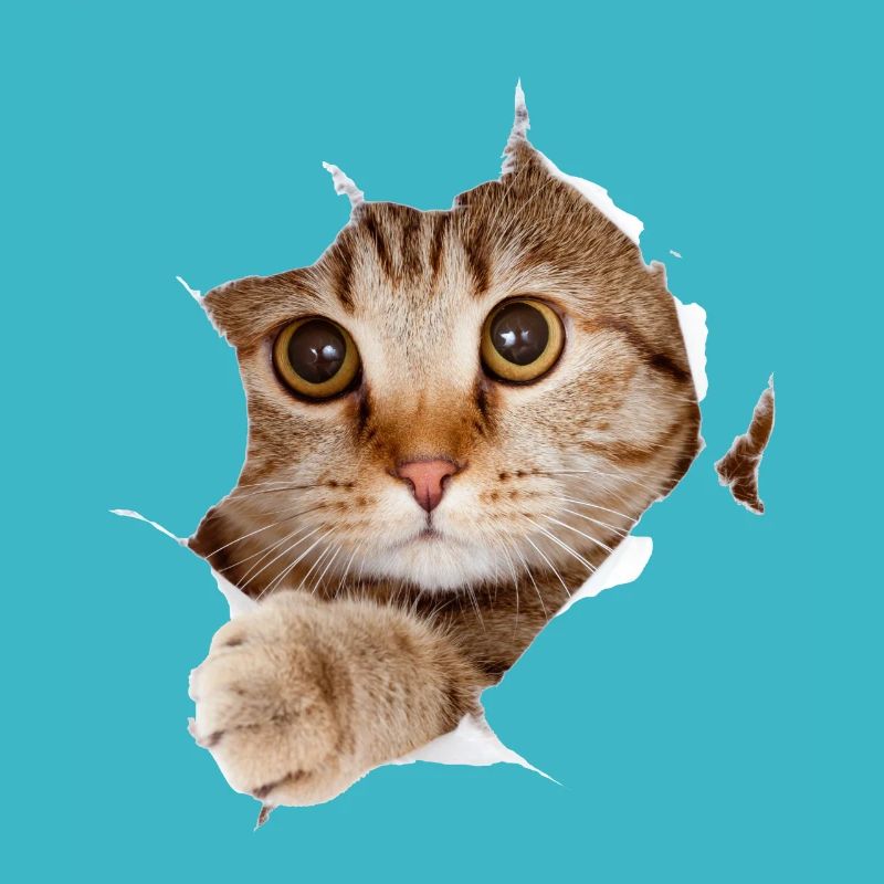 Chat design pour un amoureux du chat