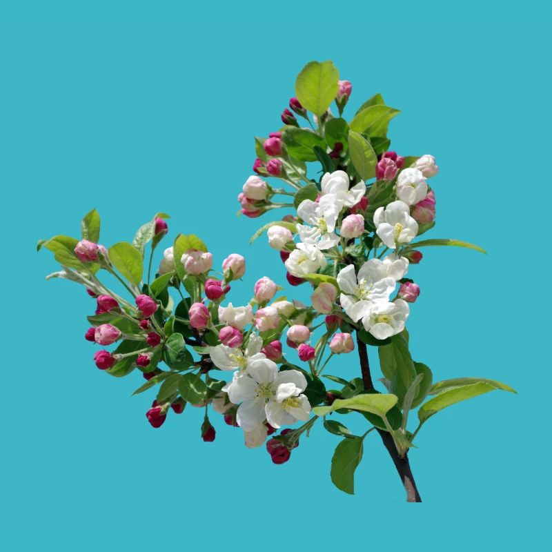 Frühling Apfelblüte