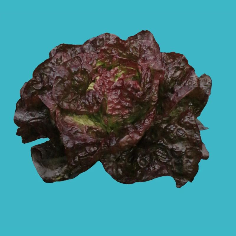 Lettuce head red