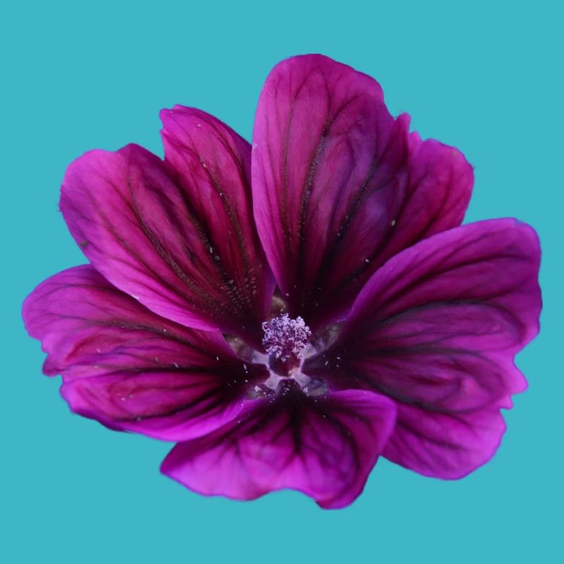 Fleur violette de mauve