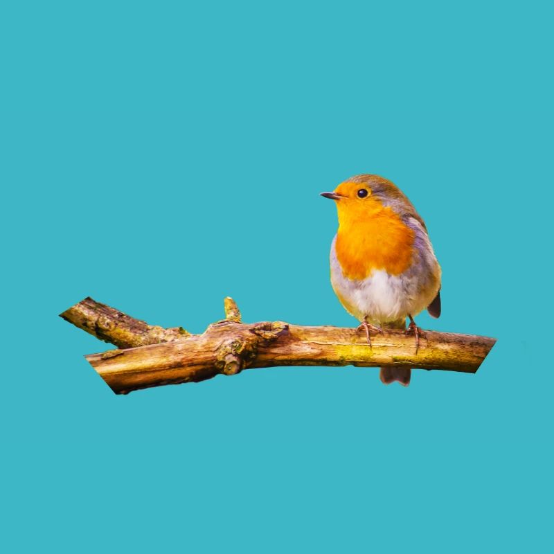 Robin