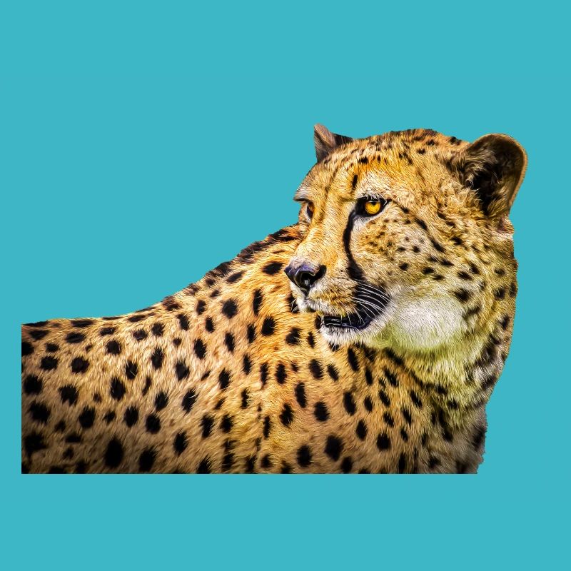 Cheetah
