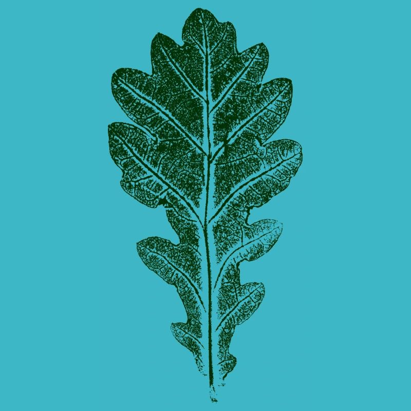 Oak Leaf / LEAF / OAK Nature & Forest