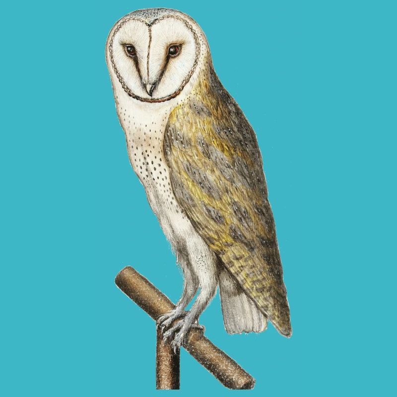 Dessin réaliste de chouette - histoire naturelle